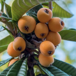 Loquat